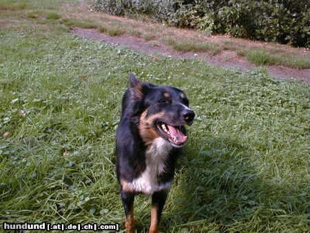 Border Collie Laughing Angel