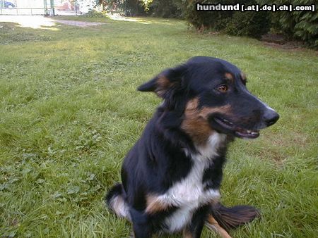 Border Collie Angel