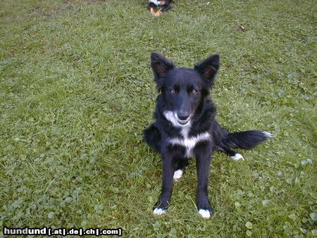 Border Collie Blaithin