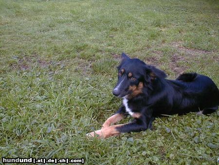 Border Collie Angel down