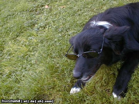 Border Collie Blaithin with sun-glasses