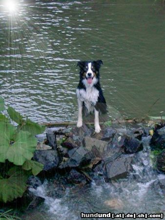 Border Collie Hey! Kommt doch auch rein!