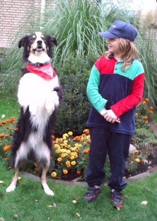 Border Collie Komische Figur