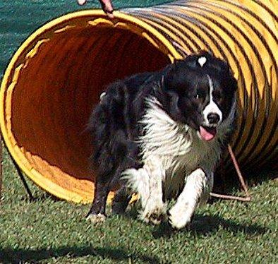 Border Collie