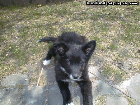 Border Collie Blaithin (puppy)