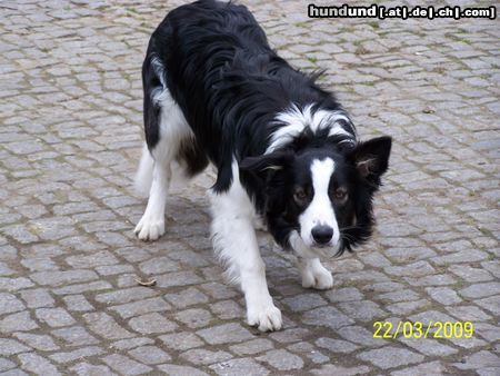 Border Collie Timmi mit 7 Mon.in Lauerstellung