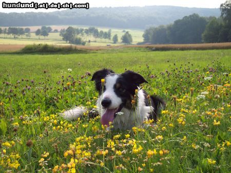 Border Collie Mein Zuhause........