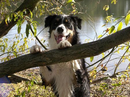 Border Collie