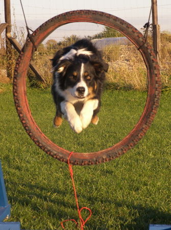 Border Collie Agility