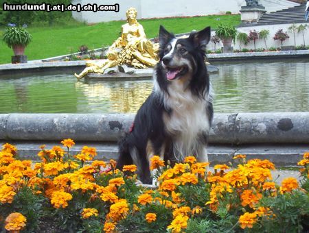 Border Collie Meine Hündin Ronja