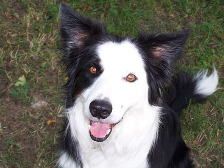 Border Collie