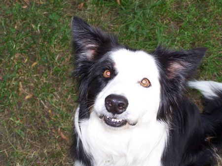 Border Collie