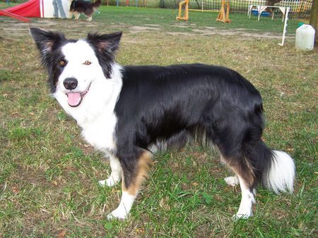 Border Collie