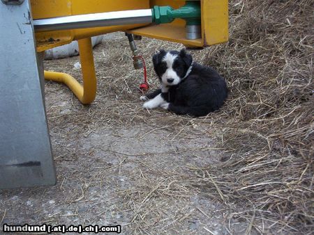 Border Collie Kleiner frecher Welpe der nur dummes zeug im kopf hat.