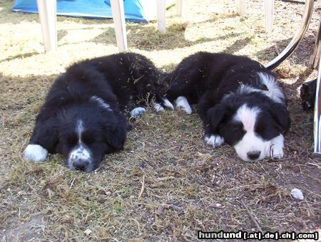 Border Collie Shila und Fly 7 Wochen alt