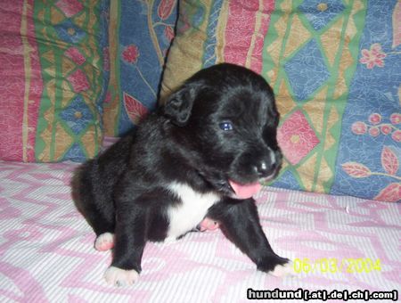 Border Collie Fly mit 2 Wochen