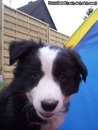 Border Collie Fly guckt doof in die Wäsche