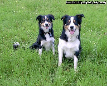 Border Collie Balu und seine gleichaltrige Schwester Brisby