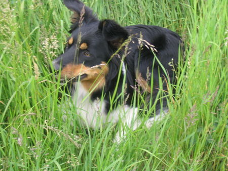 Border Collie das ist mein Partner Rocky 1 jahr alt und ziemlich frech !