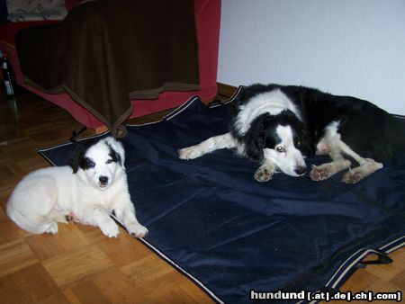 Border Collie MEIN BONZO, 13 JAHRE,MIT ARAN, 8 WOCHEN  ALT.