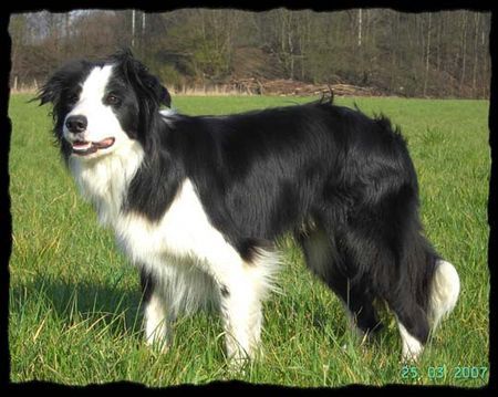 Border Collie Border Jack..stammt aus Irland.