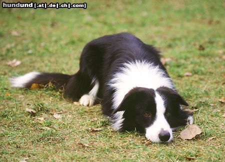 Border Collie Border Collie Gem auf einem Hundeplatz fotografiert