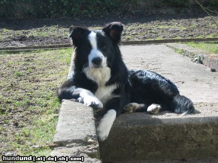 Border Collie Felix