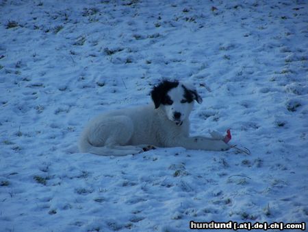 Border Collie ARAN 10 WOCHEN ALT,EIN WESSER BORDERCOLLIE