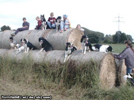 Border Collie Border und Aussie Treffen in Hamm