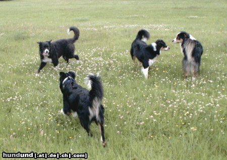 Border Collie Border und Aussie Treffen in Hamm