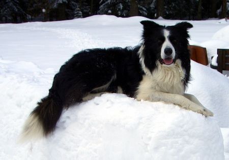 Border Collie Schnee-Hund