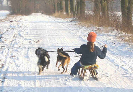 Border Collie Schlittenhunde