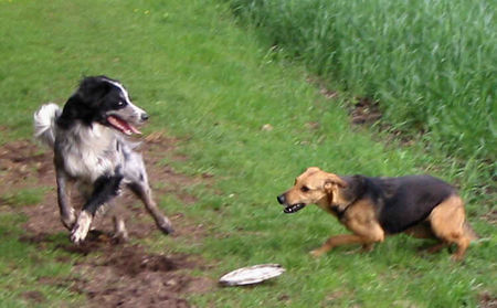 Border Collie frisbee