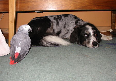 Border Collie willi meets grisou