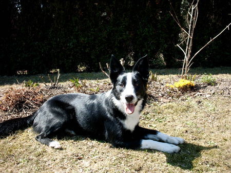 Border Collie Leni