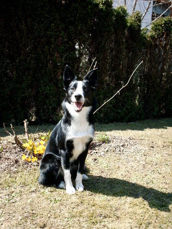 Border Collie Unsere Hündin 