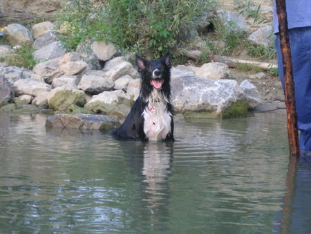 Border Collie Kayla 