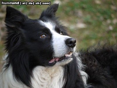 Border Collie Sancho