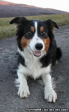 Border Collie Evas Joy von den Amschen Eichen