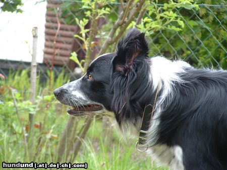 Border Collie Janky