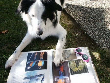 Border Collie einfach süüß