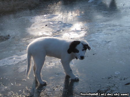 Border Collie ARAN 10 WOCHEN ALT,EIN WESSER BORDERCOLLIE