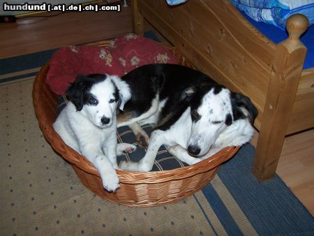 Border Collie ARAN 9 WOCHEN ALT,BEI DINO 3 J. ALTER BORDERMIX