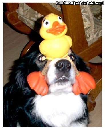 Border Collie Balu hat einen Vogel