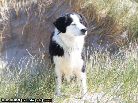 Border Collie MEIN BONZO, 13 JAHRE ALT