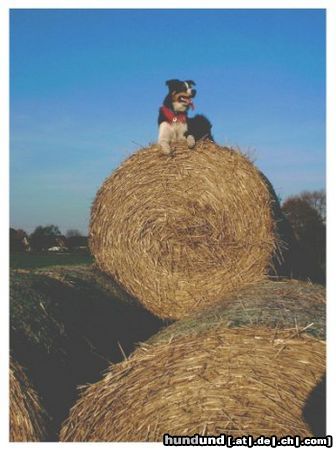 Border Collie Hey! Kommt doch auch rein!