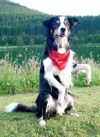 Border Collie komische Figur