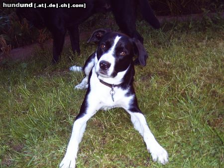 Border Collie bordermix feebee