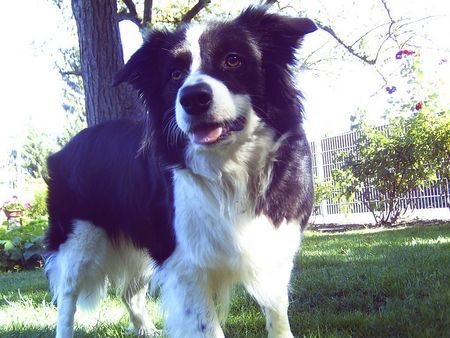 Border Collie Bonny 