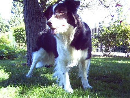 Border Collie Bonny 